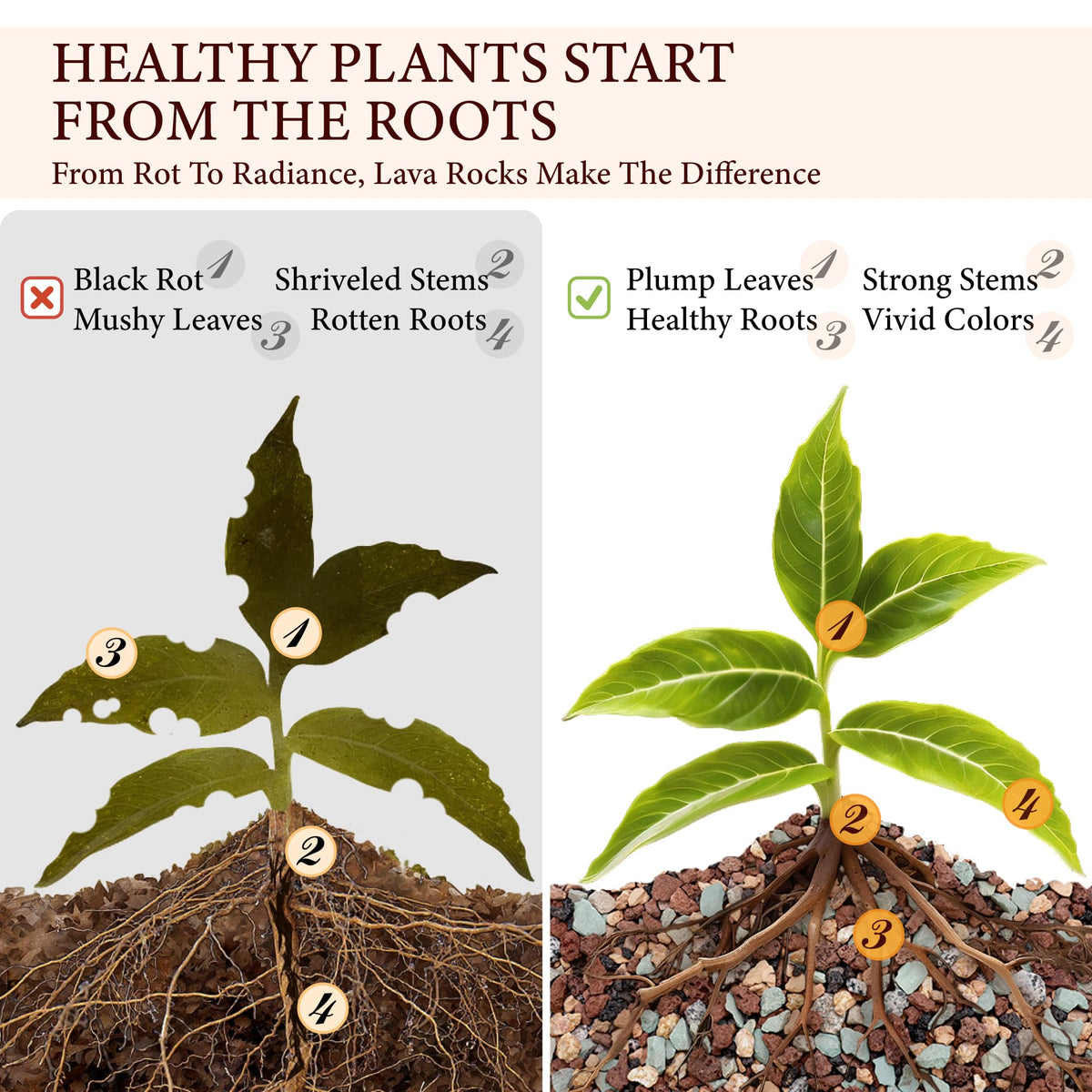 BIOMAND lava rocks as orchid substrate for improved drainage and root stability.