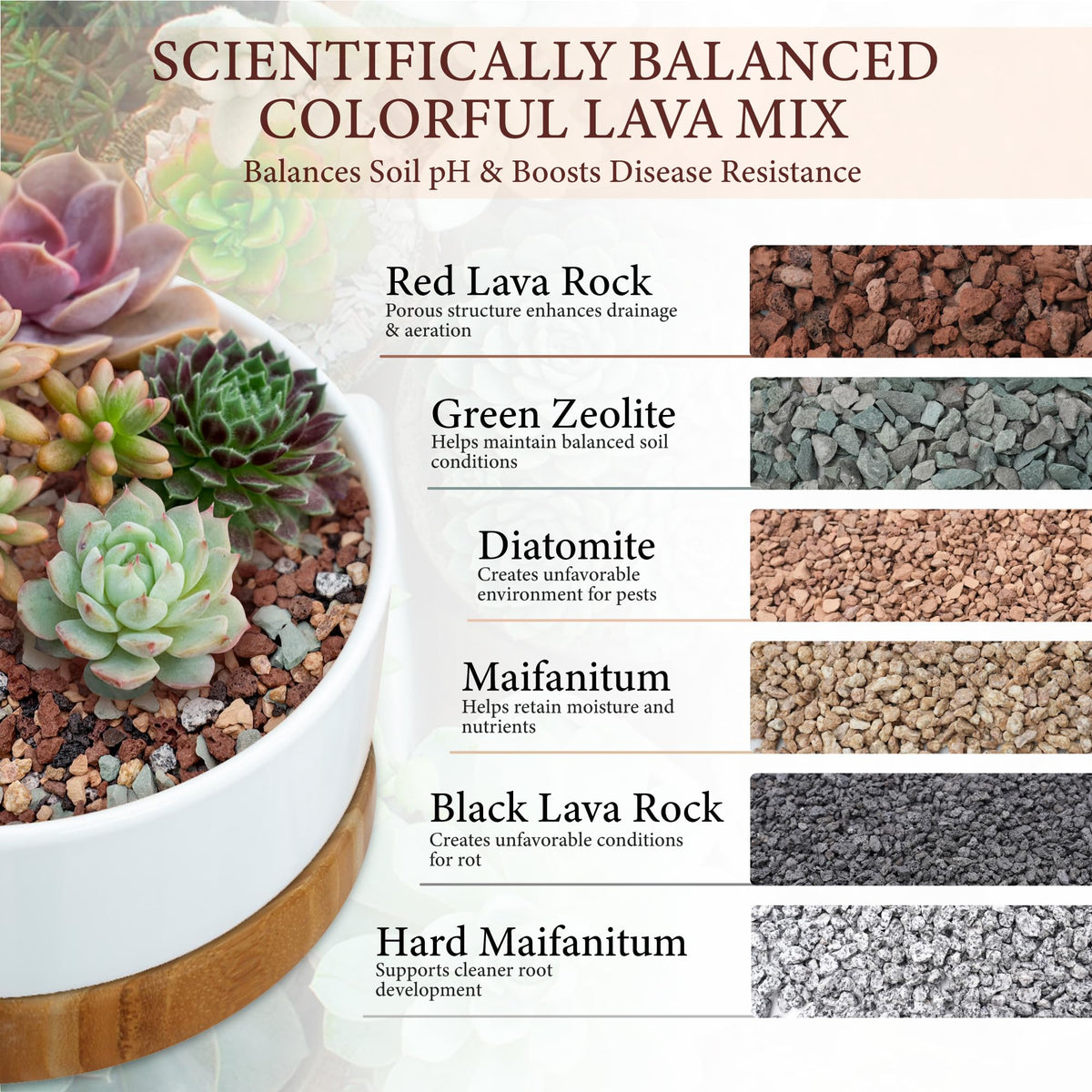 BIOMAND lava rocks support succulents with rapid water flow and air access.