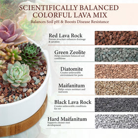BIOMAND lava rocks support succulents with rapid water flow and air access.