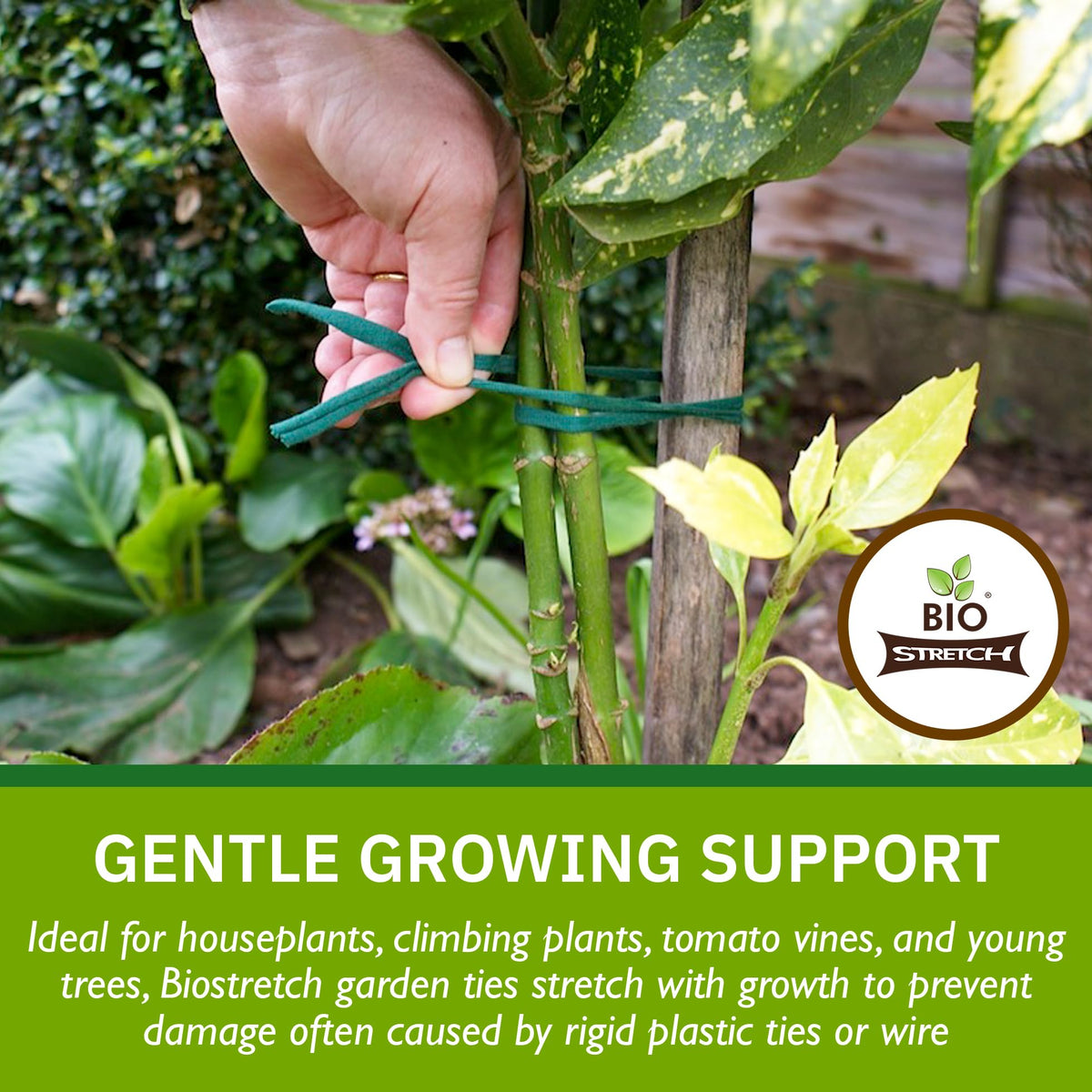 Biostretch cut-to-length ties for staking tomato vines and climbing plants