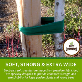 Biostretch tree ties wrapped around a young tree for growth-friendly restraint.
