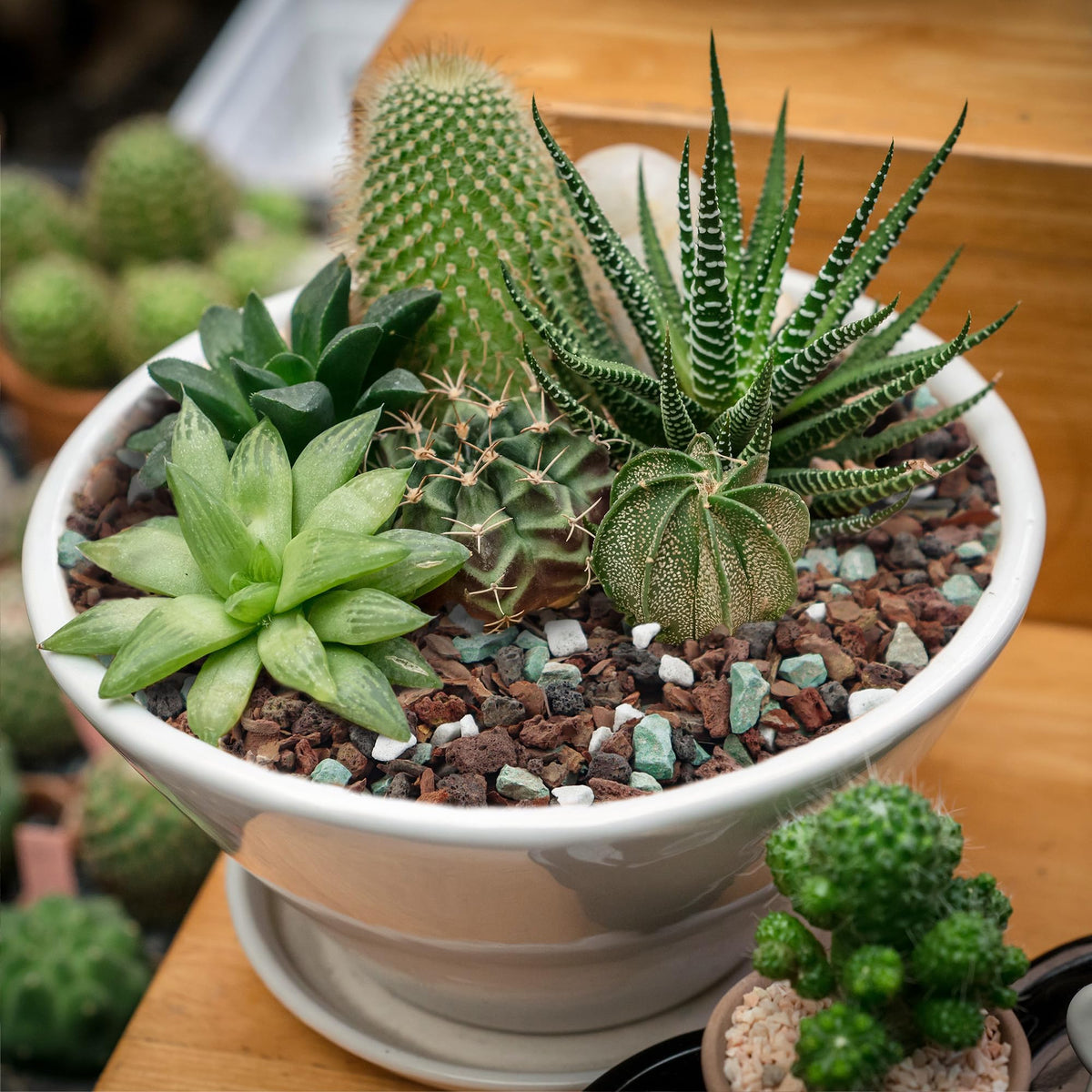 Biotolot bonsai soil application demonstrates versatile use for orchids, succulents, and bonsai.