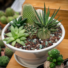 Biotolot bonsai soil application demonstrates versatile use for orchids, succulents, and bonsai.