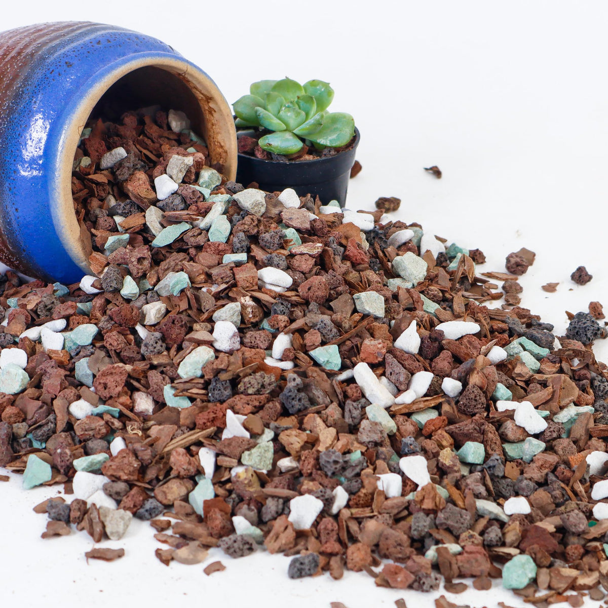Biotolot bonsai soil mix with lava rock for balanced drainage and aeration.