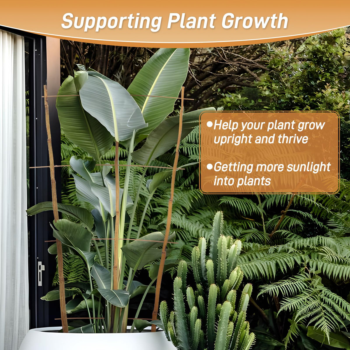 Biotolot climbing plants frame encourages tidy, airy growth