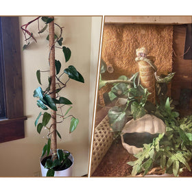 Biotolot Coco Liner Roll as pet pad for terrariums delivering durable, softly textured lining.