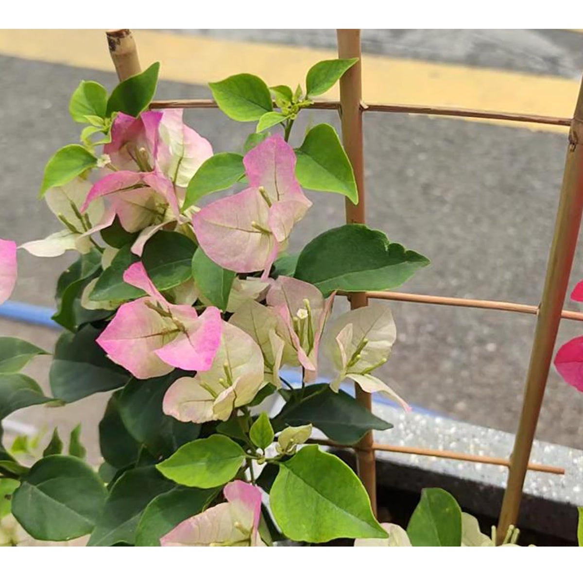 Biotolot natural ladder-frame adds vertical growth space in pots