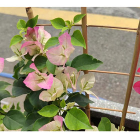 Biotolot natural ladder-frame adds vertical growth space in pots