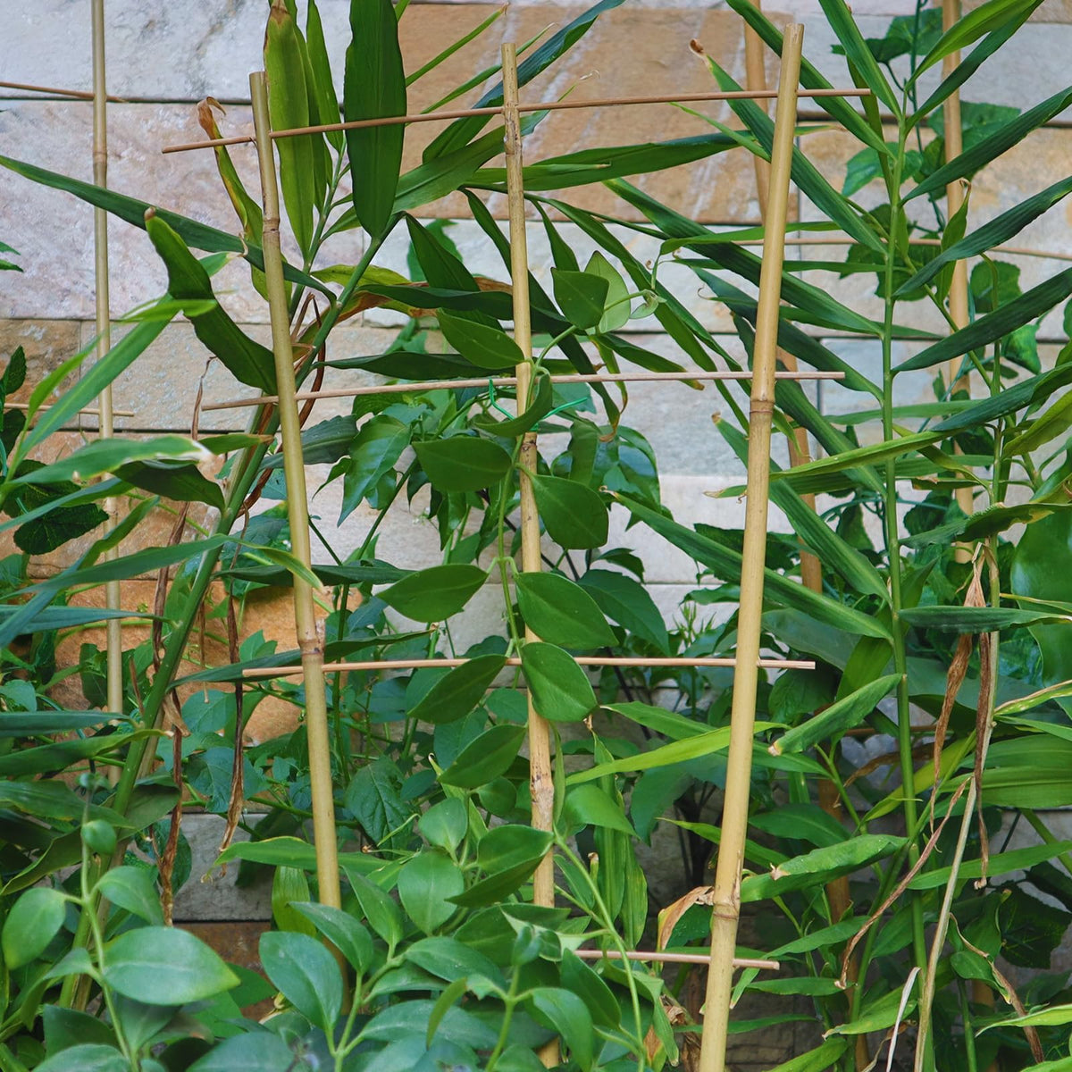 Biotolot easy-install garden trellis for quick setup
