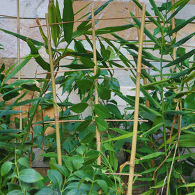 Biotolot easy-install garden trellis for quick setup