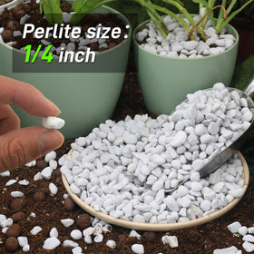 Biotolot Perlite demonstrates improved soil aeration for container plants.
