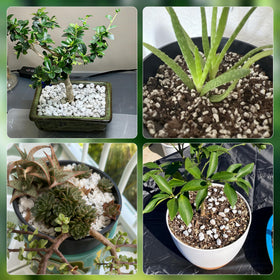 Biotolot Perlite serves as a natural horticultural soil amendment for versatile gardening.