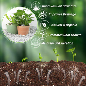 Biotolot Perlite aids succulent and cactus care with better drainage and moisture balance.