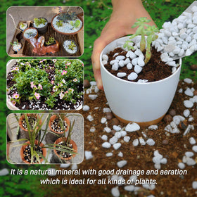 Biotolot Perlite top dressing adds visual appeal and moisture control for potted plants.