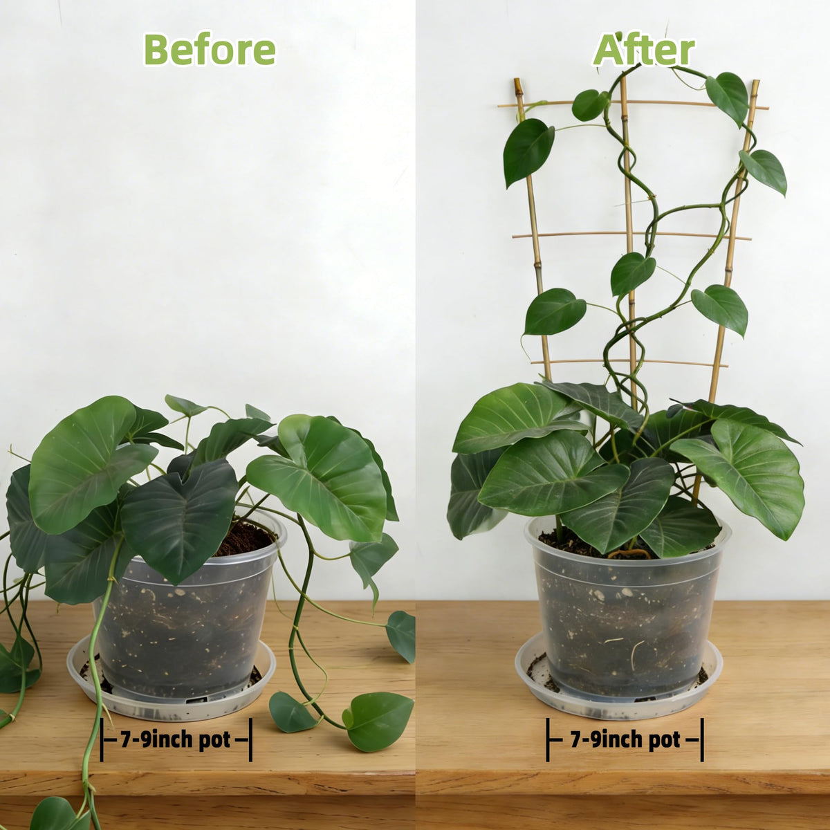 Biotolot sturdy bamboo trellis supports vegetables like tomatoes and cucumbers.