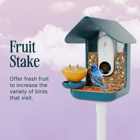 Bird Buddy durable HDPE construction withstands outdoor use for long lasting feeding.