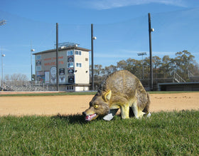 Bird-X coyote decoy with moving tail demonstrates lifelike motion for deterrence.