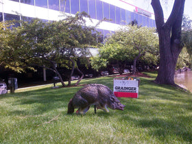 Bird-X 3D decoy provides humane deterrence for cleaner, quieter spaces.