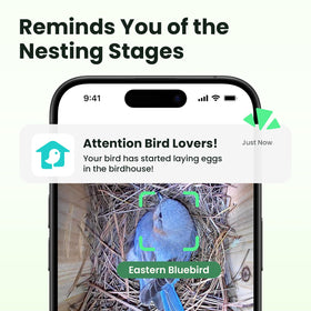Birdfy AI identify and nest story feature showcases species and nesting moments.