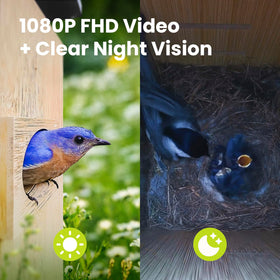 Birdfy Nest Duo cloud storage for saving nest moments