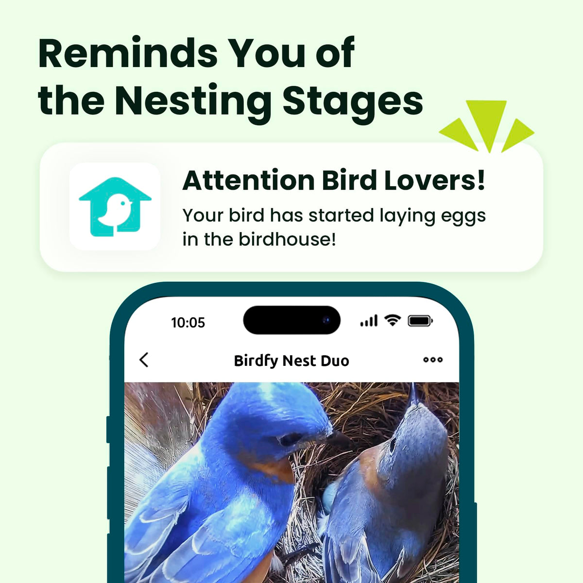 Birdfy Nest Duo solar panel and battery powering all-day viewing