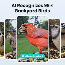 Birdfy Rookie feeder 1080p video captures daytime activity
