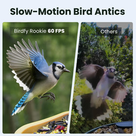 Birdfy Rookie feeder camera angle capturing birds clearly
