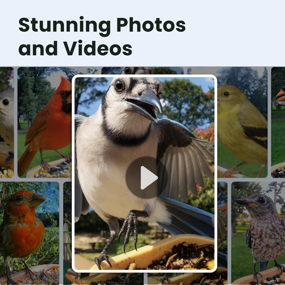 Birdfy Rookie feeder night vision renders vivid colors