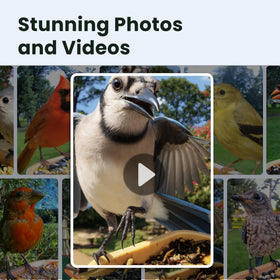 Birdfy Rookie feeder night vision renders vivid colors