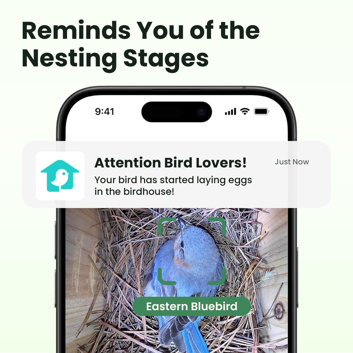 Birdfy AI detection identifies species and nesting stages for a video diary.