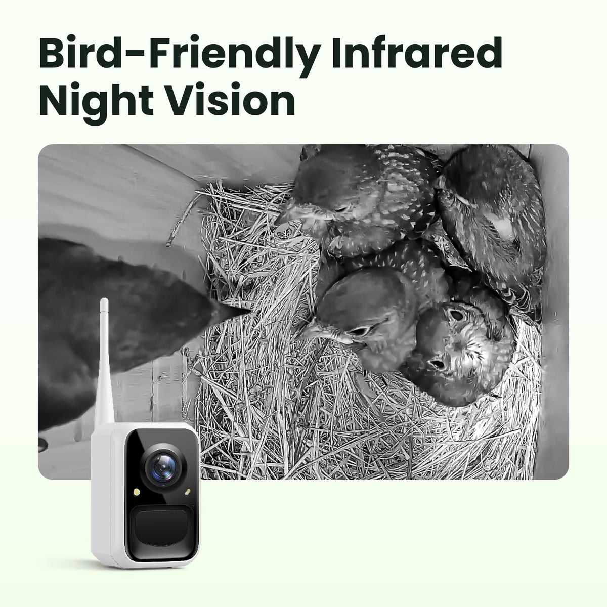 Birdfy Smart Bird House night vision enables 24/7 viewing after dusk.