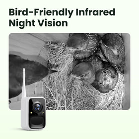 Birdfy Smart Bird House night vision enables 24/7 viewing after dusk.