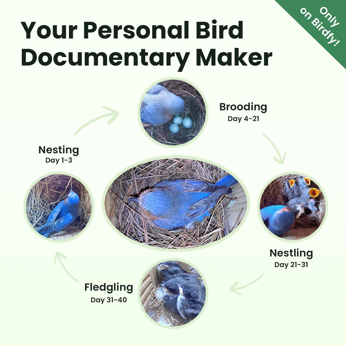 Birdfy Smart Bird House solar panel enables off-grid power for continuous recording.