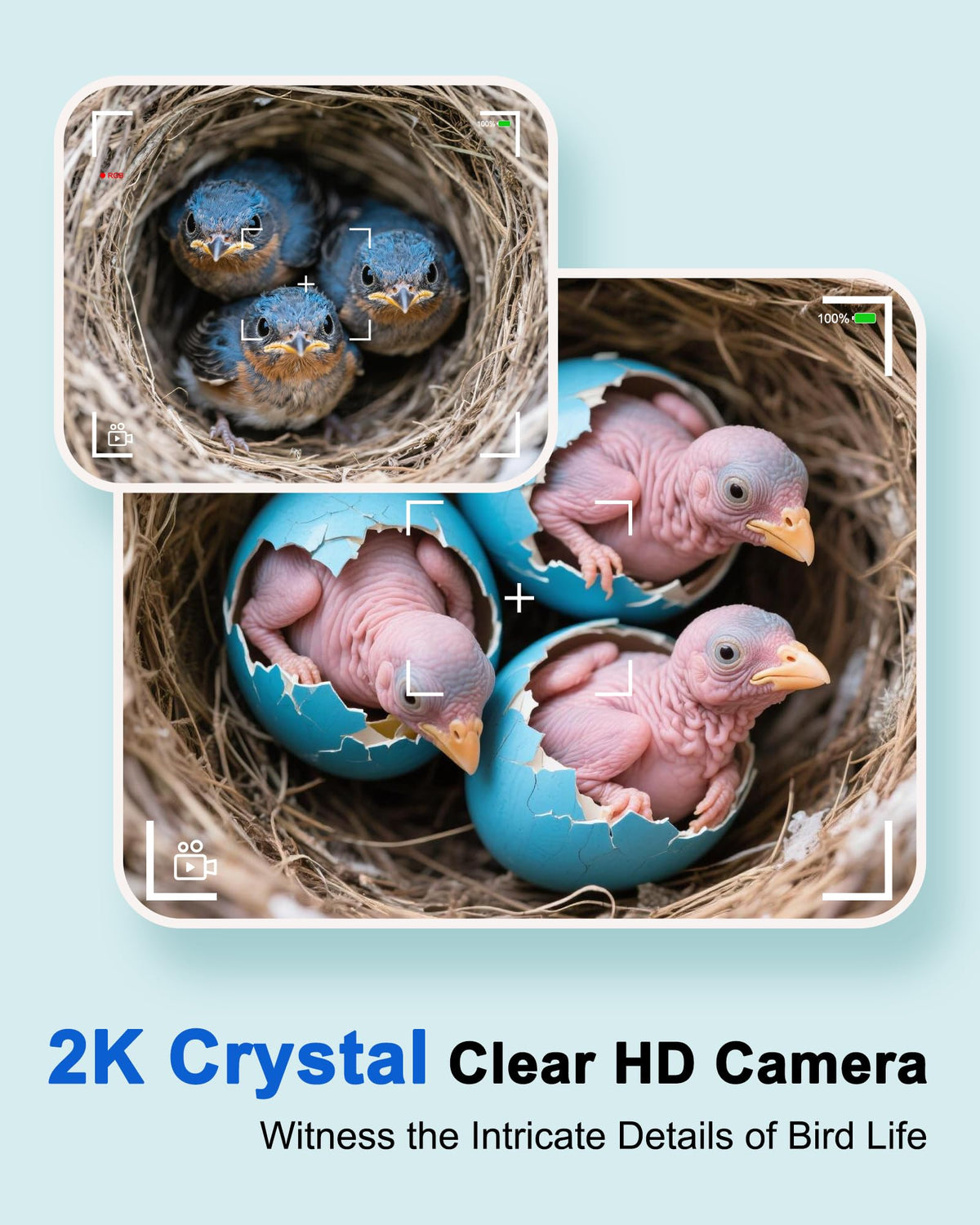 BirdoorKam no infrared LEDs support natural nesting behavior.