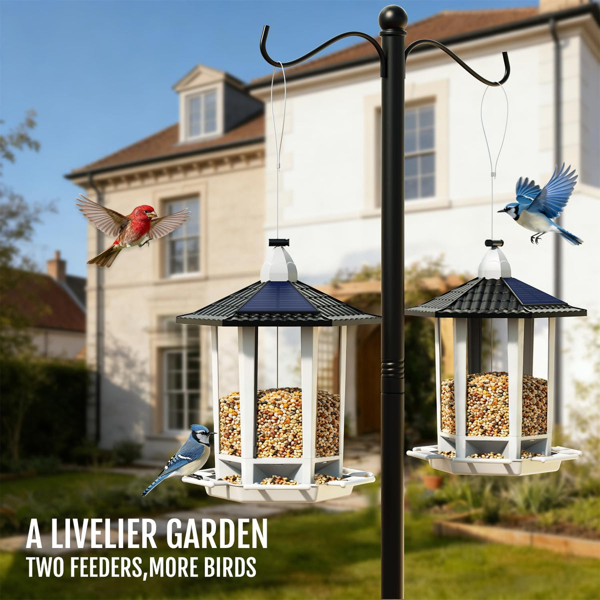 Birdream backyard moments encourage calm wildlife watching.