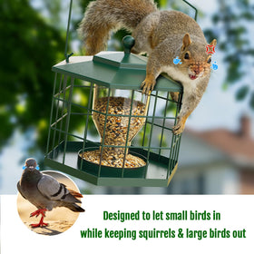 Birdream colorfond visitors invites cardinals, bluebirds, and goldfinches to brighten your garden.