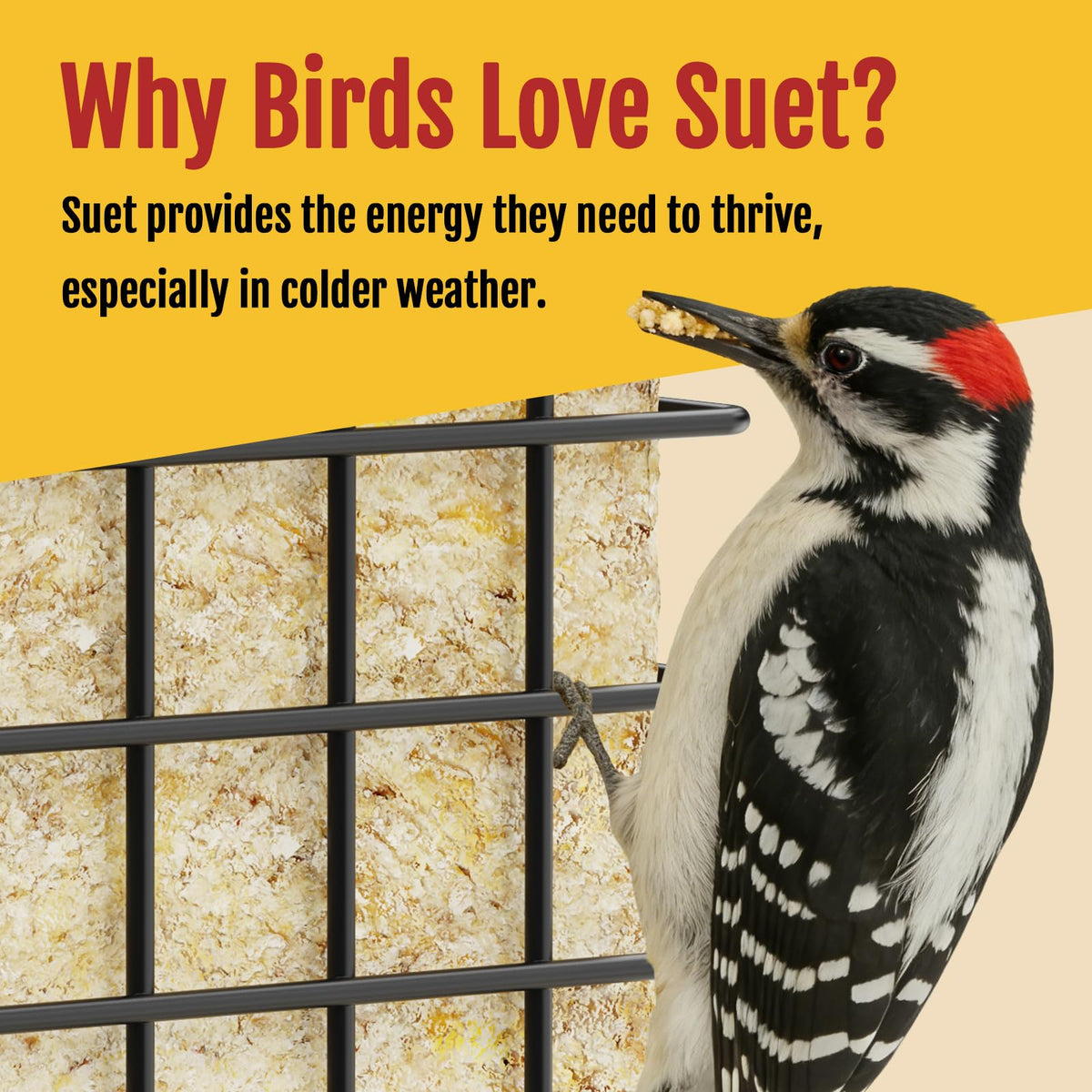 Birdream suet feeder shown hanging in a garden for convenient placement.