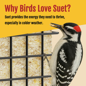 Birdream suet feeder shown hanging in a garden for convenient placement.