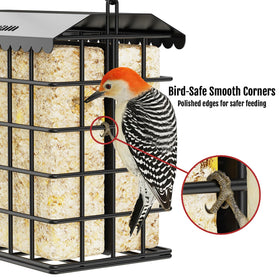 Birdream Birdream suet feeder attracts woodpeckers to sample suet.