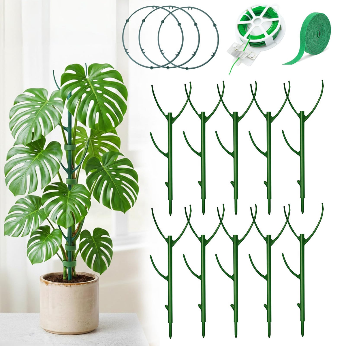 Bitjoy Monstera stake single-assembly for upright growth.