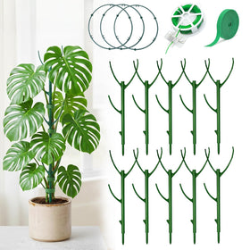 Bitjoy Monstera stake single-assembly for upright growth.