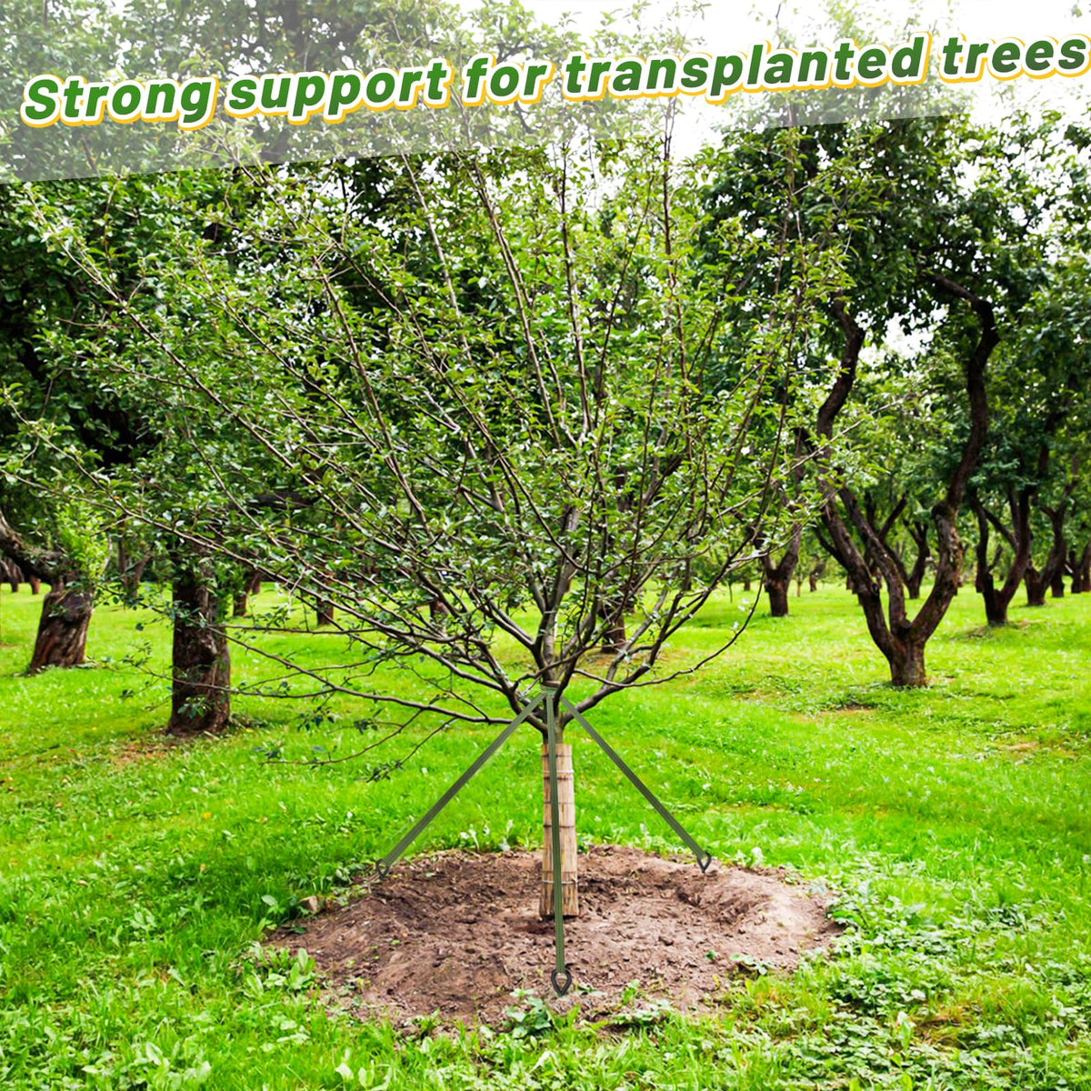 Biubee 1in wide strap distributes pressure to minimize bark damage