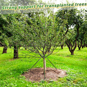 Biubee 1in wide strap distributes pressure to minimize bark damage