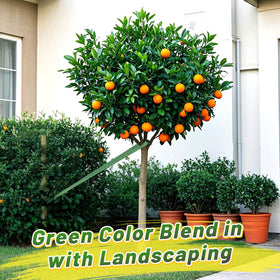 Biubee soft, non-abrasive strap protects tree bark during staking