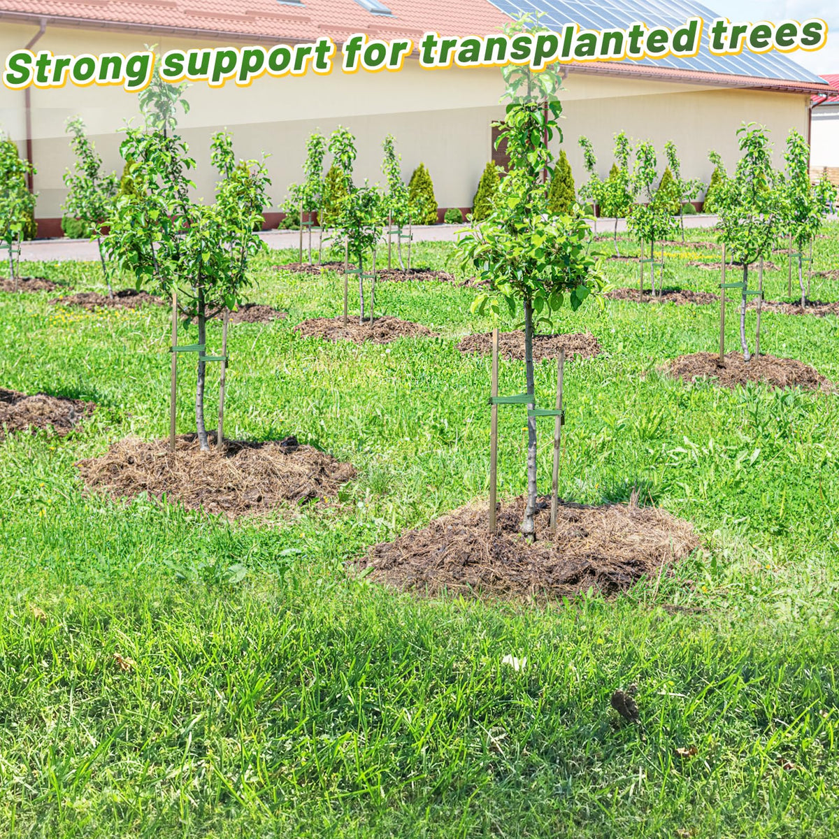 Biubee 206ft green-length strap for extended staking on larger landscape setups