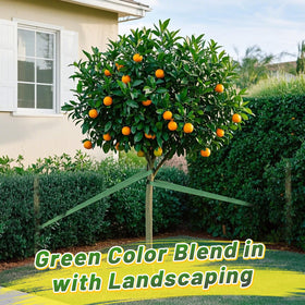 Biubee anti-chafe design keeps bark safe during secure tree guidance