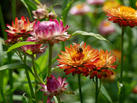 Black Duck Brand garden setup with vibrant blooms for a lush landscape