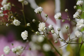 Black Duck Brand pollinator-friendly blooms attracting bees, butterflies, and birds