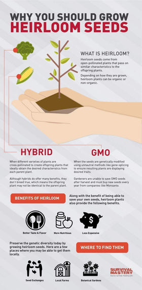 Sealed envelopes protect Valley Greene seeds for freshness and future planting.