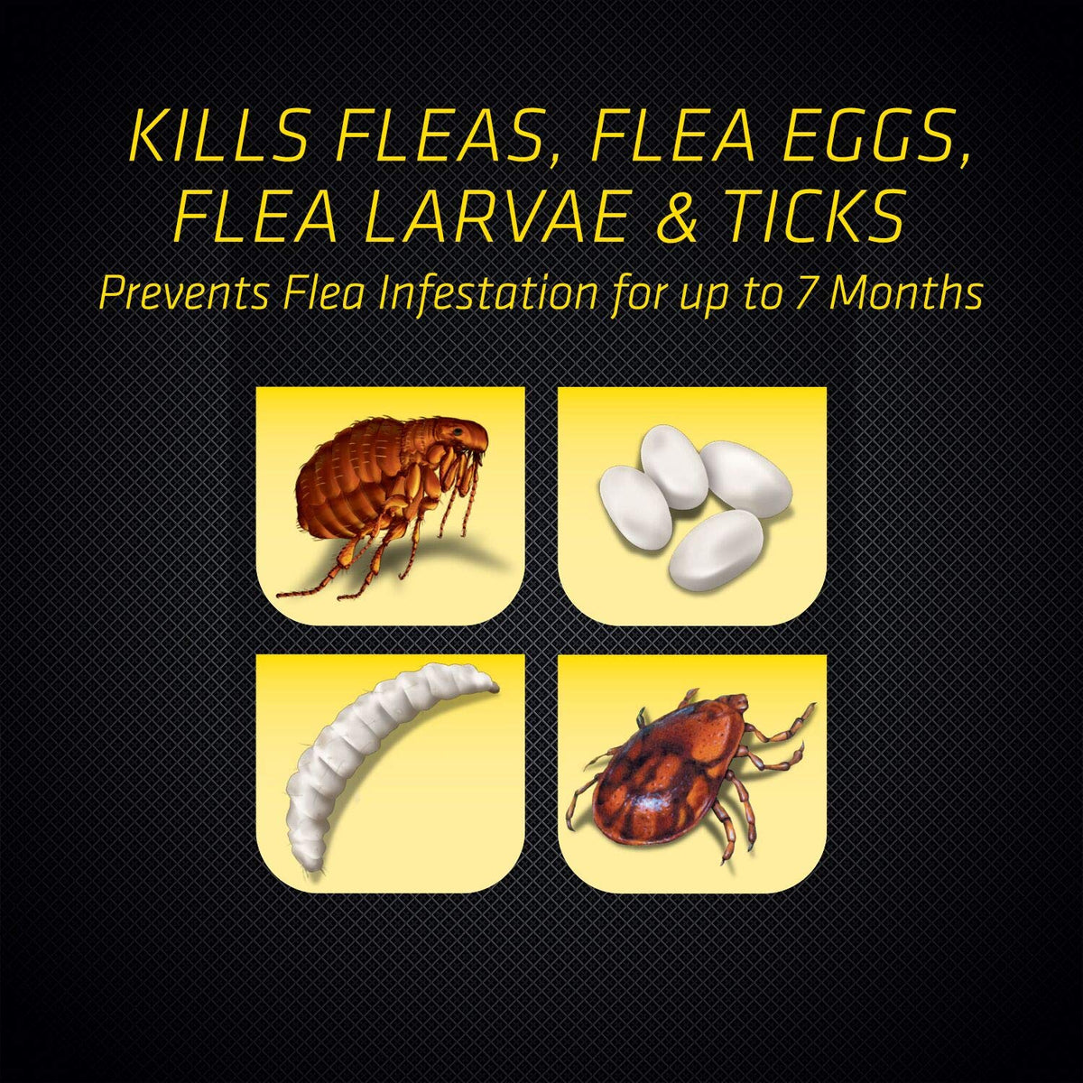 Black Flag Extreme Flea Killer being applied to a carpeted area for fleas and eggs